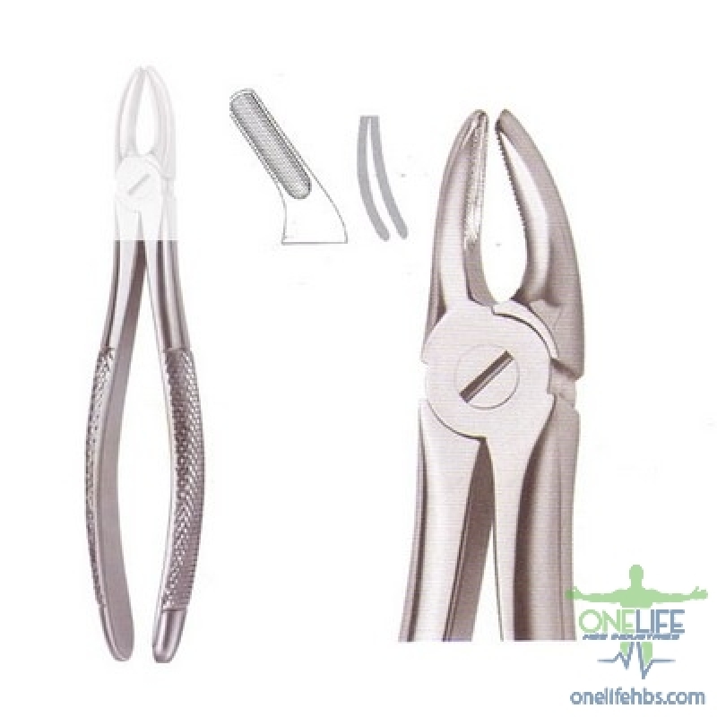 Upper Centrals and Canines